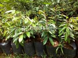 Duriyan ( වරකා දූරියන් බද්ධ පැල)