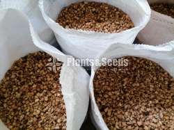 PolleliKabali(පොල් ලෙලි කැබලි )