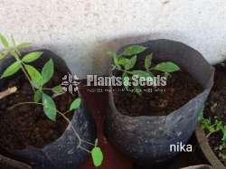 Nika (නික )