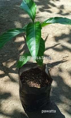 Pawatta (පාවට්ටා) 
