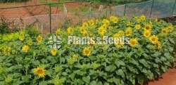 Sunflower Plants