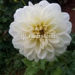Deliya (ඩේලියා මල් සහිත පැල)