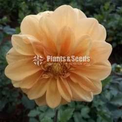 Deliya (ඩේලියා මල් සහිත පැල)