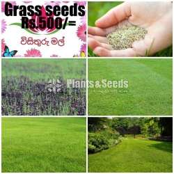 Grass Seeds (තණකොළ ඇට )