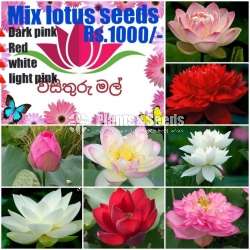 Lotus Mix Seeds