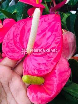 Lady Jane Anthurium (ලේඩ් ජේන් මල්‍ රහිත කුඩා පැල  )