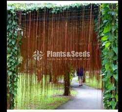 Princess vine-Hanging Plants