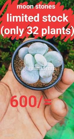 Moon Cactus