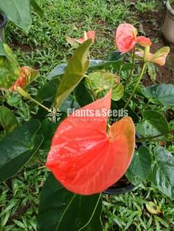 Anthurium Bi-Color