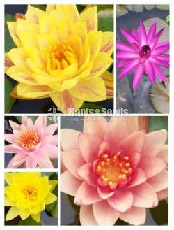 Water plants package