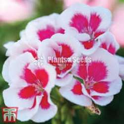 Geranium (ජෙරේනියම්)