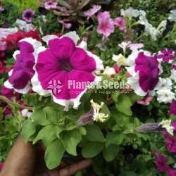 Pitonia (පිටෝනියා )