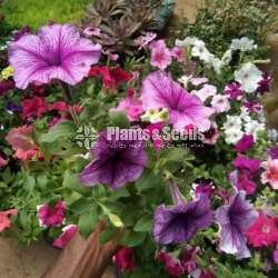 Pitonia (පිටෝනියා )