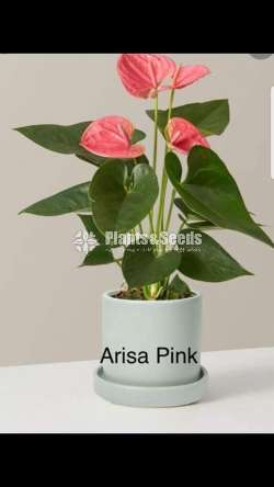 Anthurium-Netherland-Arisa pink