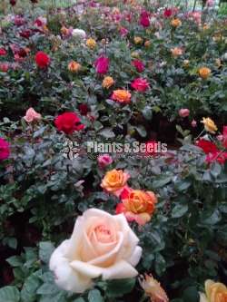 Roses