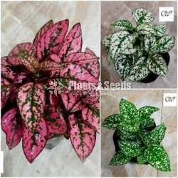 Polka Dot plants 