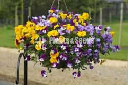 Toroniya Flower Plants(4 Colors)