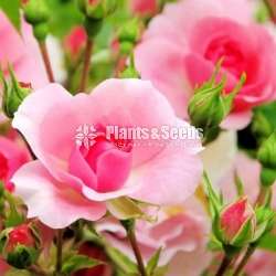 Roses Package 1600