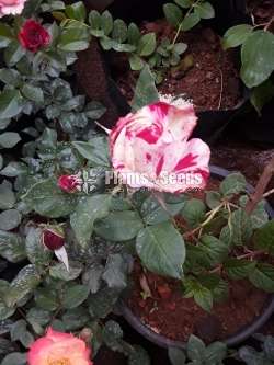 Roses Package 1600