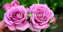 Roses Package 1600