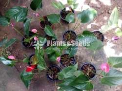 Lady Jane (ලේඩි ජේන් )-Packages