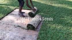 malaysian mini grass carpets 