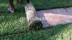 malaysian mini grass carpets 
