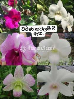 ඩෙන්ඩ්‍රෝබියම්  Orchid Plants