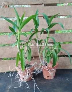 ඩෙන්ඩ්‍රෝබියම්  Orchid Plants