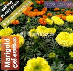 Daspethiya(දාස්පෙතියා )