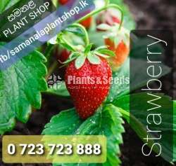 Strawberry Plants