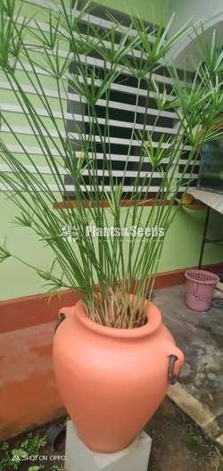 Water Plant