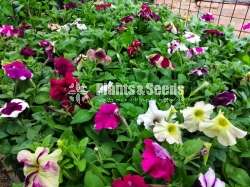 Petunia (පිටෝනියා පැල)