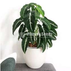 Ornamental plant