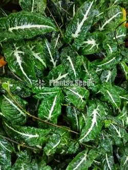 Ornamental plant