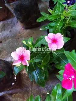 Vinka (වින්කා)