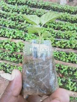 Scotch bonet Nimiris Plants(Dark Green)
