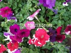Petunia Pot  (පිටෝනියා )