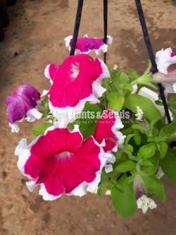 Petunia Pot  (පිටෝනියා )