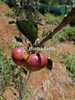 Apple Plants (ඇපල්)