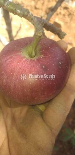 Apple Plants (ඇපල්)