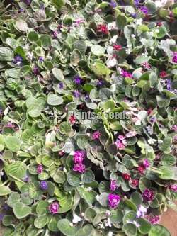 Bigonia  (බිගොනියා පැල)