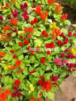 Celosiya Seeds (සෙලොසියා )