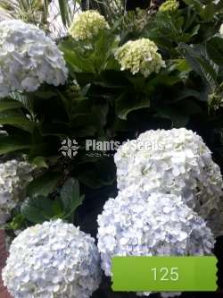 Harincha (හයරින්චා)