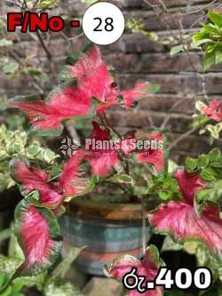 Freida Hemple Caladium