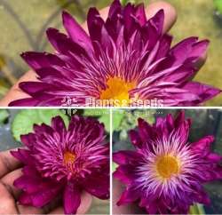 Water Plants Package (මල් සහිත හොදින් වැඩුනු ගස්)