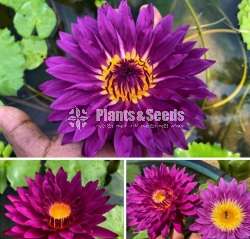 Water Plants Package (මල් සහිත හොදින් වැඩුනු ගස්)
