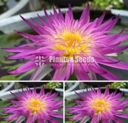 Water Plants Package (මල් සහිත හොදින් වැඩුනු ගස්)