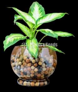 Hydroponics Clay Balls (ලිකා ක්ලෙ බොල්)