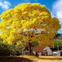 තැබොබියා අජන්ටිනා (Thabobia Argentina)